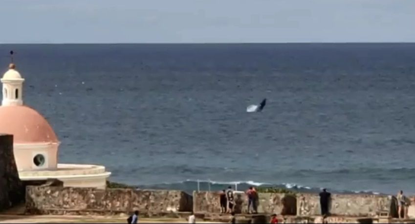 Ballena - Viejo San Juan - enero 18 2019